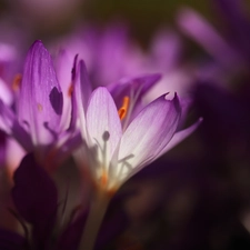 Flowers, Autumn Crocus, purple