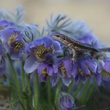 Flowers, pasque, lizard, purple