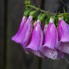 Purple Foxglove