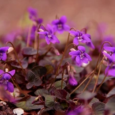 Flowers, fragrant violets, purple