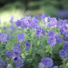 geranium, Flowers, rapprochement, purple