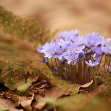 Liverworts, Flowers, cluster, purple