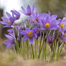 Light Purple, pasque, cluster, Flowers
