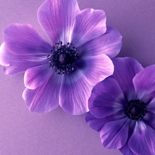 flowers, Two cars, purple