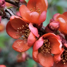 Red, Colourfull Flowers, quince