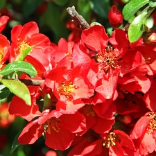 Red, Blossoming, quince, Flowers