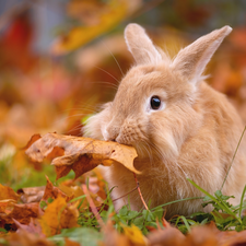 Rabbit, leaf