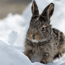 Rabbit, winter, snow