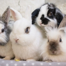 Rabbits, Blanket