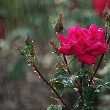 Rain, rose, Buds
