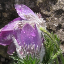 Common pasque, Rain drops