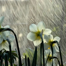 Rain, White, Daffodils