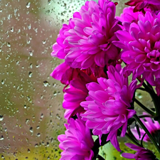 Daisy, drops, rain, Glass