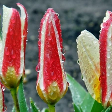 rain, Tulips, drops