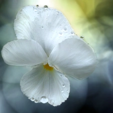 rain, flakes, pansy, drops, White