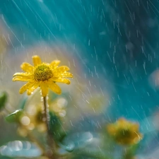 Rain, Yellow, Flower