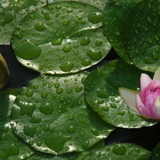 lilies, drops, rain, water