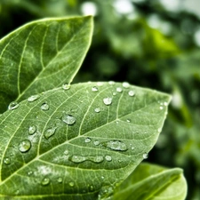 green ones, drops, rain, Leaf