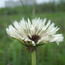 rain, dandelion, wetted