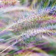 rainbow, grass, colors