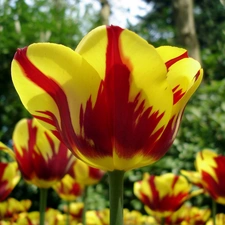 rapprochement, blur, yellow, Red, Tulips