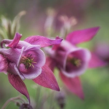 rapprochement, Flowers, columbine