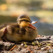 rapprochement, duck, Ducky