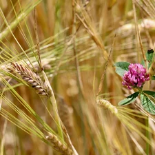 trefoil, rapprochement, Ears, wheat, corn