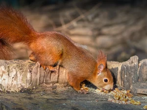 rapprochement, squirrel, Ginger