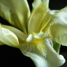 rapprochement, Yellow, iris