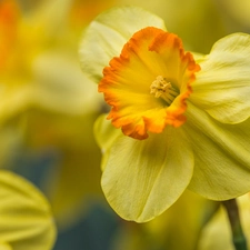 rapprochement, Yellow, Jonquil