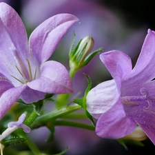 bud, rapprochement, purple, ringtones, Flowers