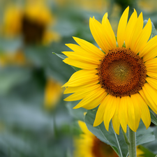 rapprochement, flower, Sunflower