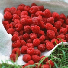 Raspberries, grass, napkin