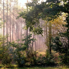 Bush, trees, sun, viewes, forest, rays, autumn