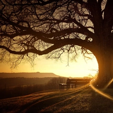 rays, trees, bench