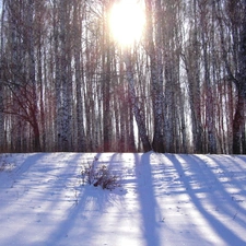 snow, forest, rays of the Sun