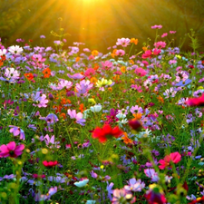 rays, sun, Flowers, Cosmos, Meadow