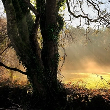 forest, rays, sun, car in the meadow