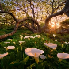 trees, Calla, rays, sun, viewes, forest