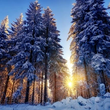 rays, sun, snow, forest, winter