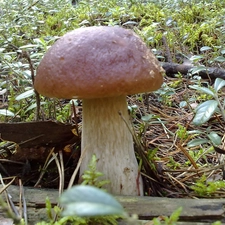 Real mushroom, Plants