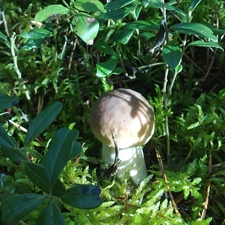 Real mushroom, Plants