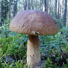 VEGETATION, forest, Real mushroom