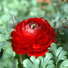 buttercup, Asian Ranunculus, Red