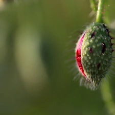 red weed, bud