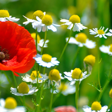 red weed, chamomile