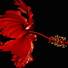 hibiskus, Colourfull Flowers, Red