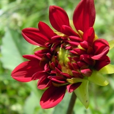 red hot, Dalia