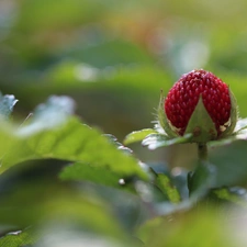 fruit, Duchesnea Indica, Red